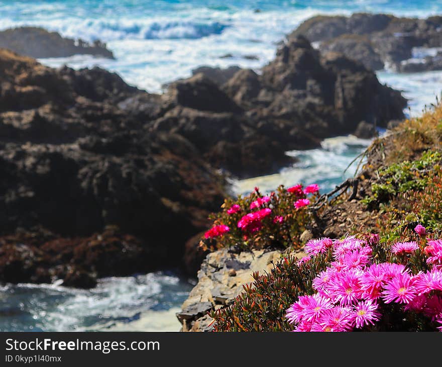 Purple flowers with ocean background