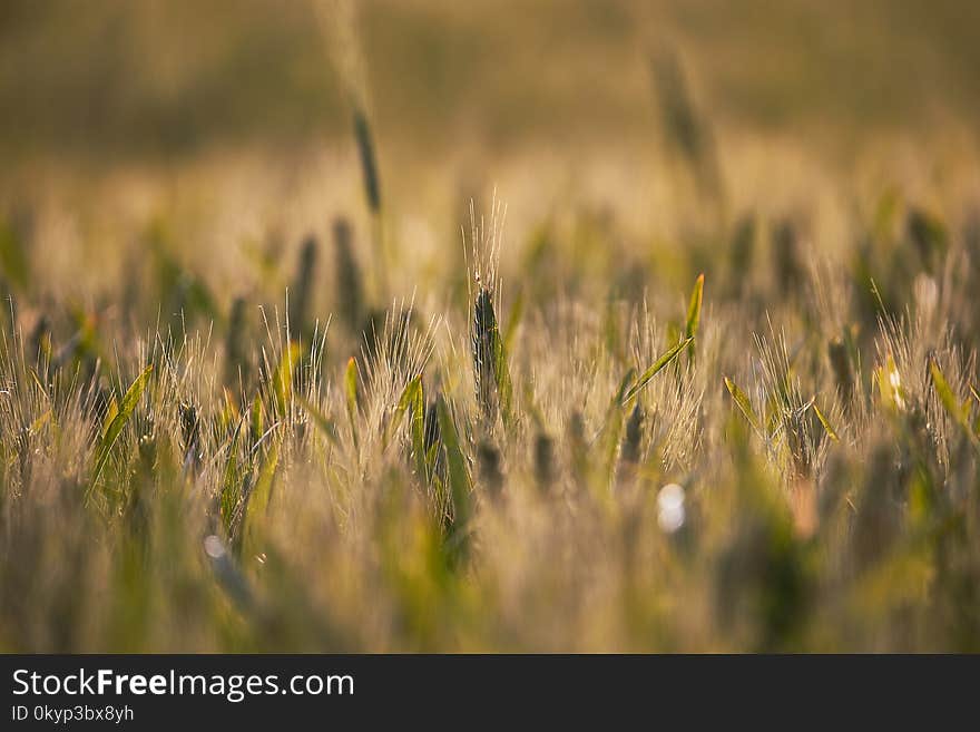 Wheat field closeup