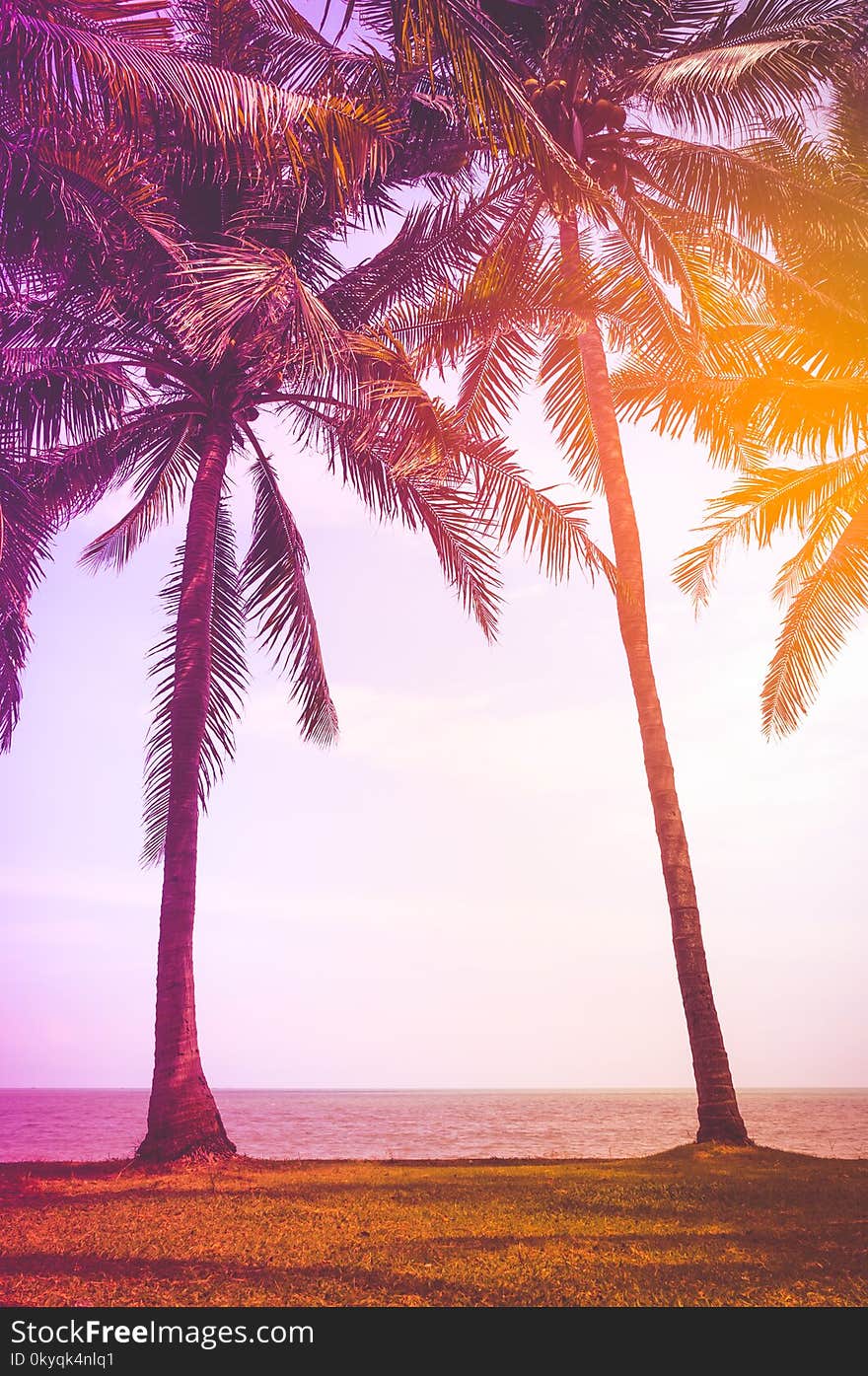 Beautiful tropical scenery with coconut palms on beach. Outdoors at daytime with bright sunlight on summer day. Vintage film filter effect. Image for summer travel concept. Beautiful tropical scenery with coconut palms on beach. Outdoors at daytime with bright sunlight on summer day. Vintage film filter effect. Image for summer travel concept.