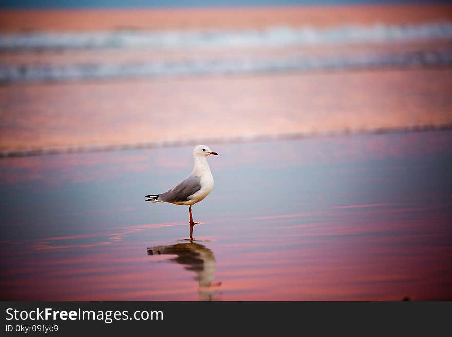 Selective Focus Photography of Ring-billed Gull on Shore