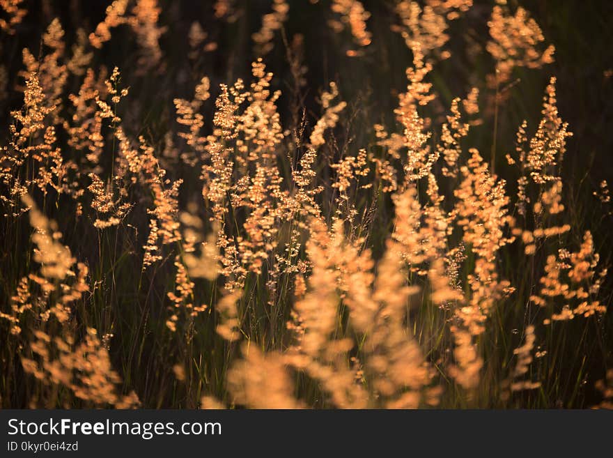 Brown Grass in Selective Color Photography