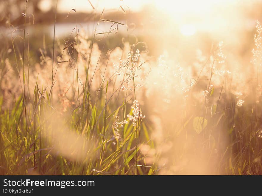 Shallow Focus Photo of Green Plants