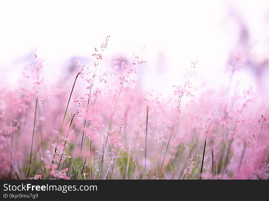 Pink Flowers Photography