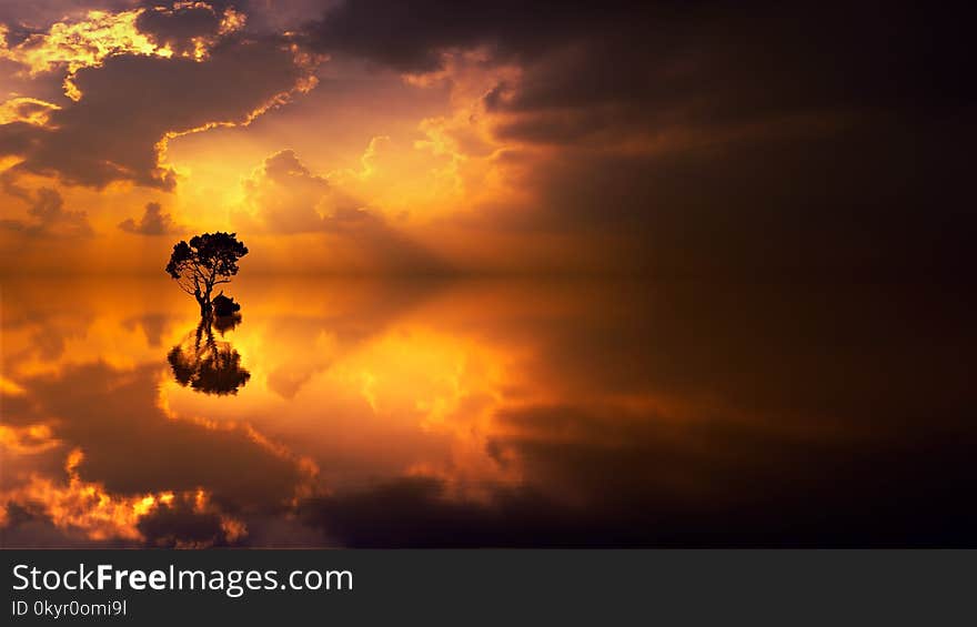 Silhouette of a Tree during Sunset