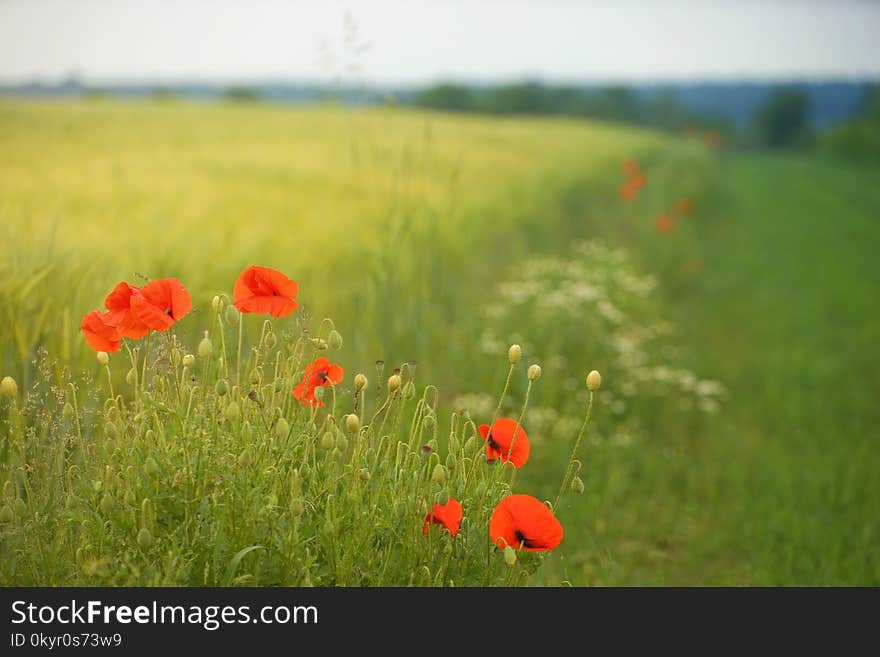 Macro Photography of Red Flowers