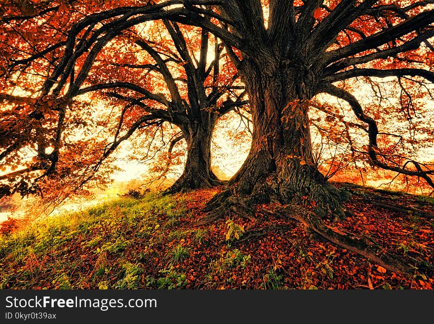 Two Trees during Autumn