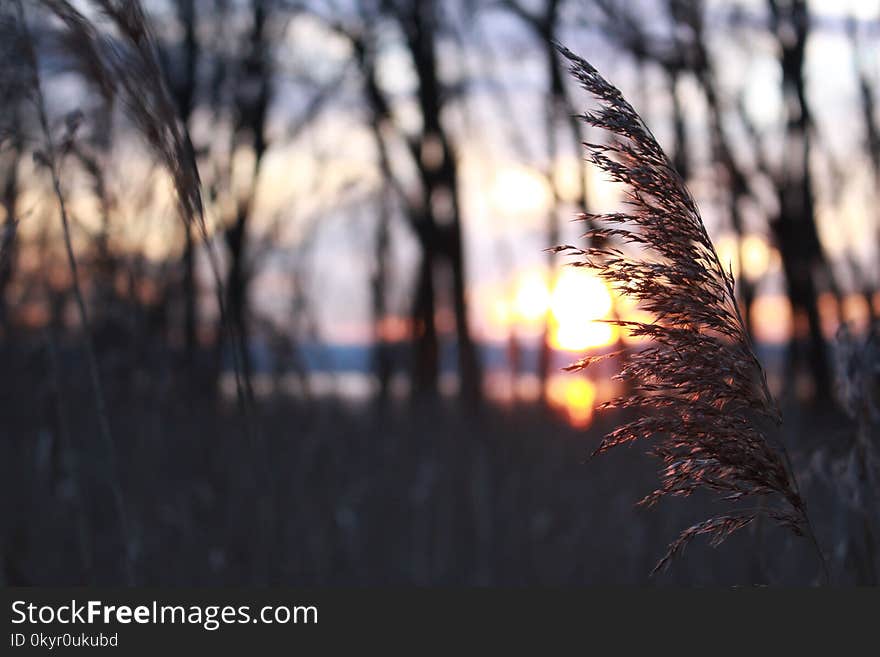 Selective Focus Photography Of Grass During Sunset