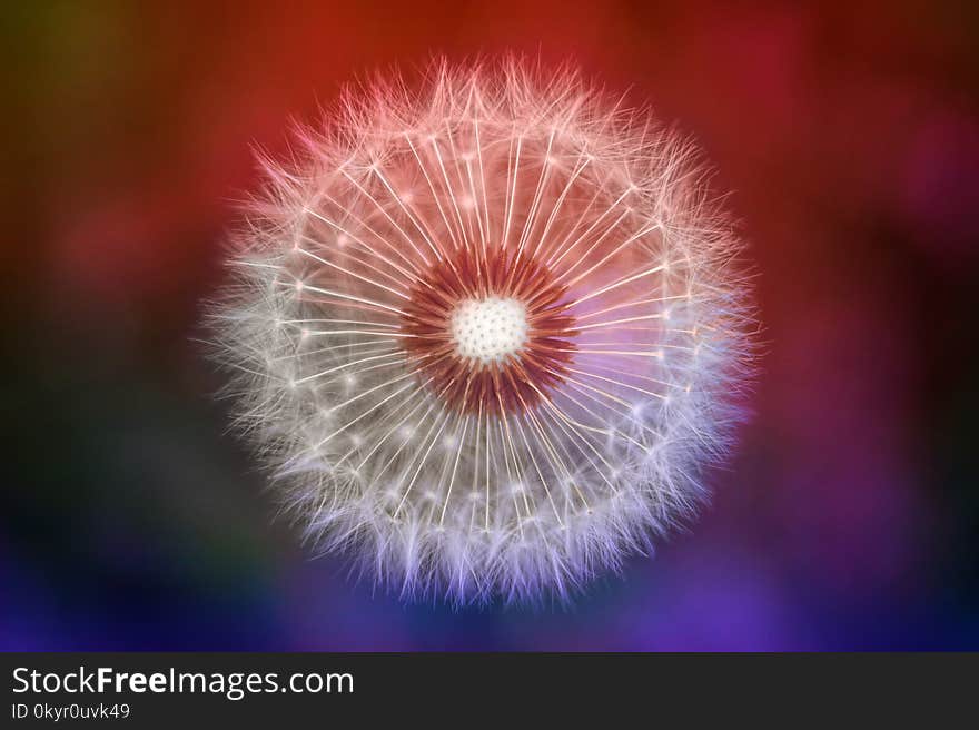 Close-up Photography of Dandelion