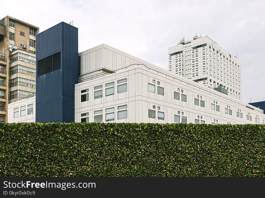 White and Blue High-rise Building Behind Bush Wall