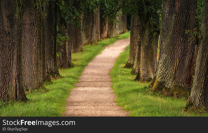 Pathway in Between Trees