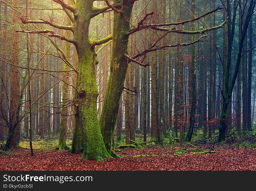 Forest Trees at Daytime