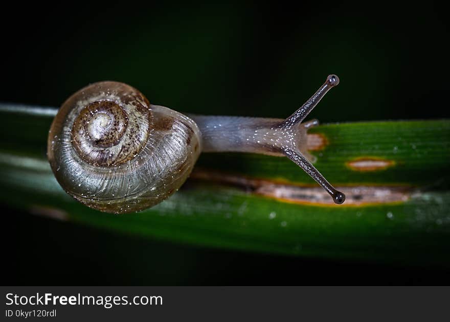 Gray Snail