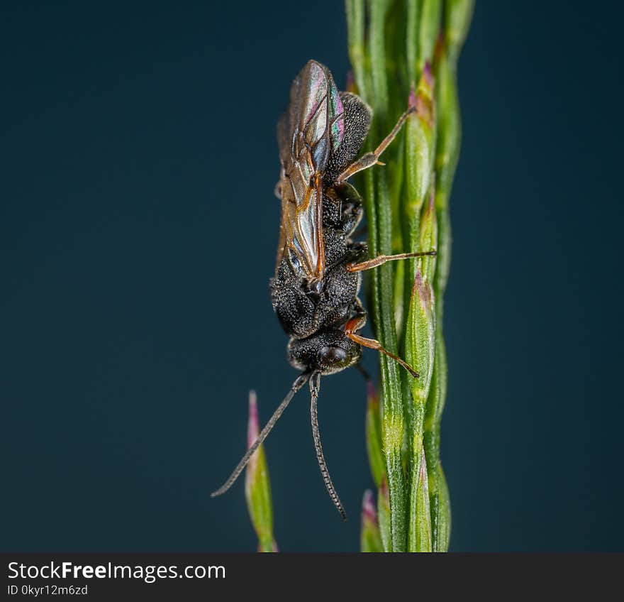 Insect On Green Plant