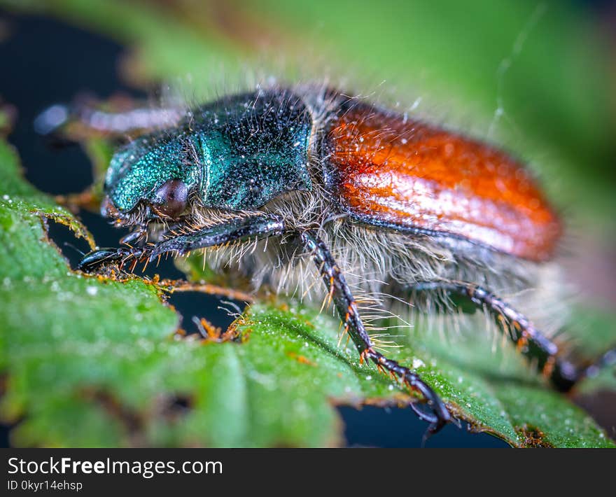 Close-up Photo Of Insect