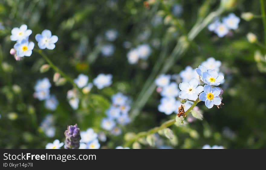 Purple Petaled Flowers Photography