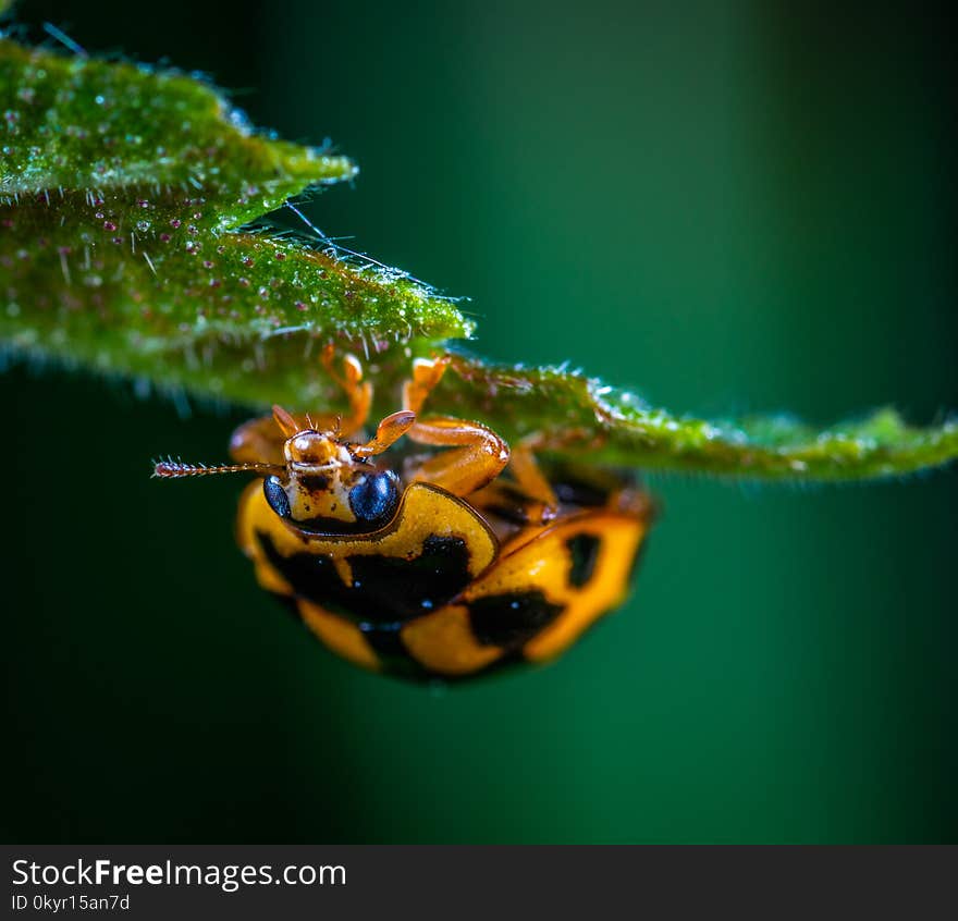 Macro Photography of Brown Insect