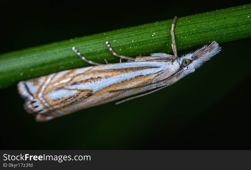 Macro Photo of White and Beige Tree Hopper