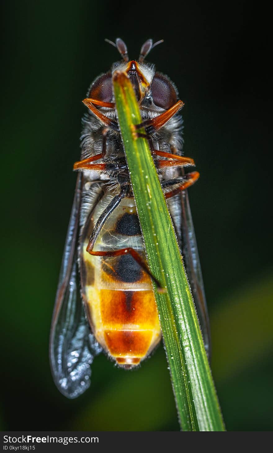 Wasp Perched on Green Leaf