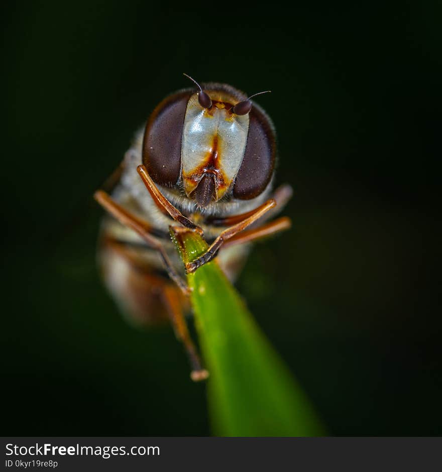 Fly On Leaf In Macro Photography