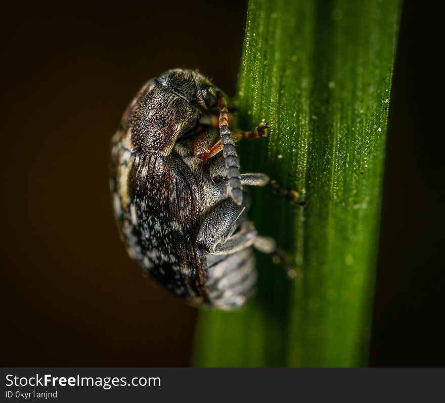 Selective Focus Photography Of Black Beetle