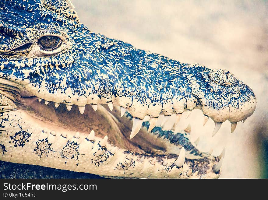 Macro Photography of Black Crocodile