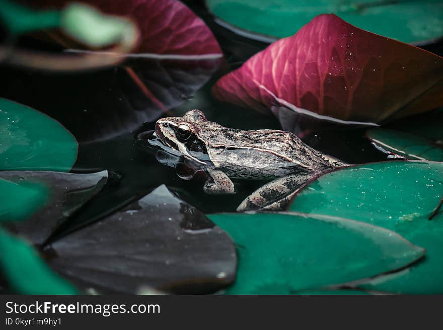 Closeup Photography of Brown Frog Beside Lily Pads