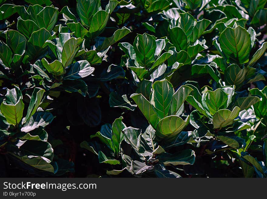 Closeup Photo of Green Leaf Plant