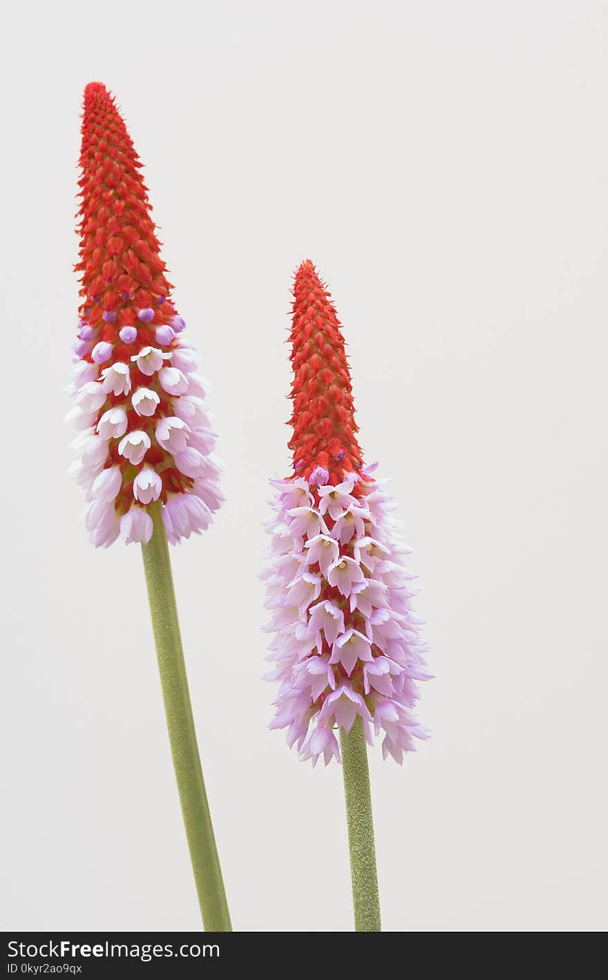 Two Red and Purple Petaled Flowers