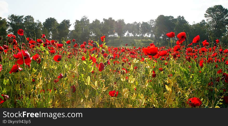 Field of flowering red poppies