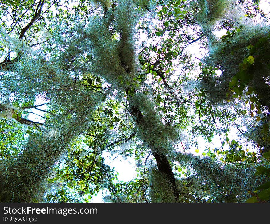 Spanish Moss Air Plant