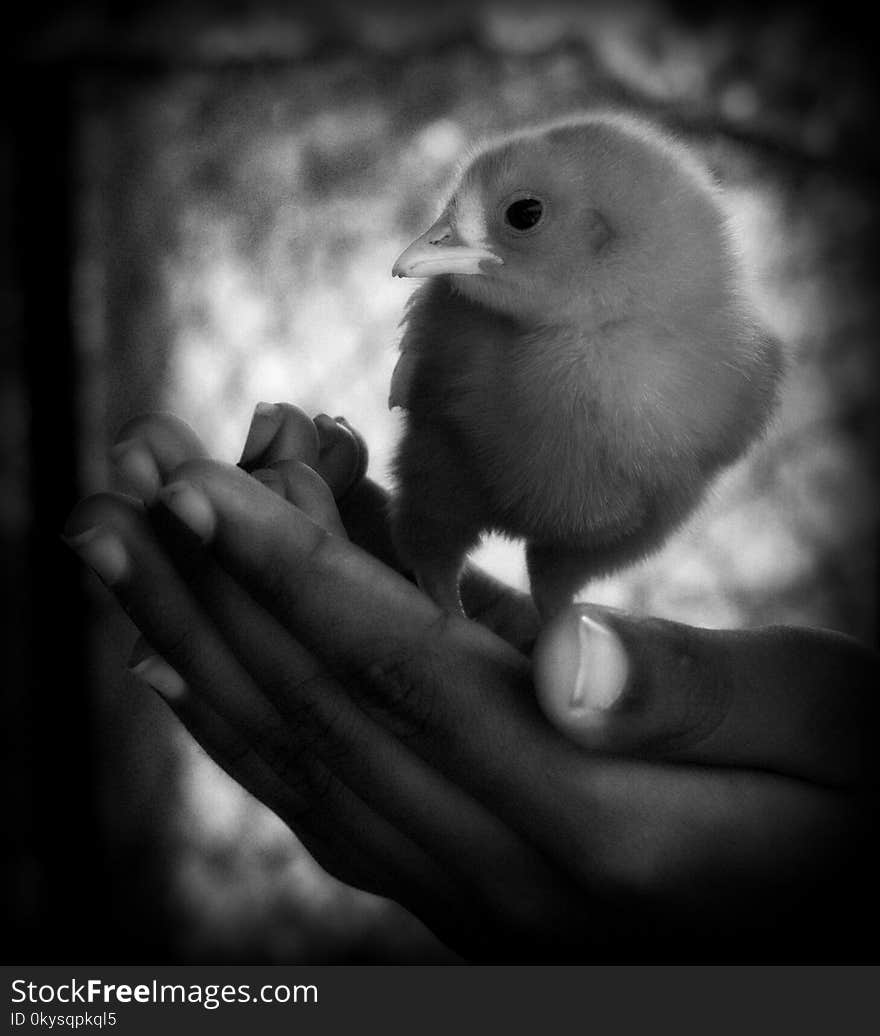 Little Chicken on hand