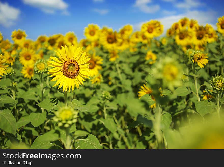 Landscape of beauty sunflowers filed against blue sky