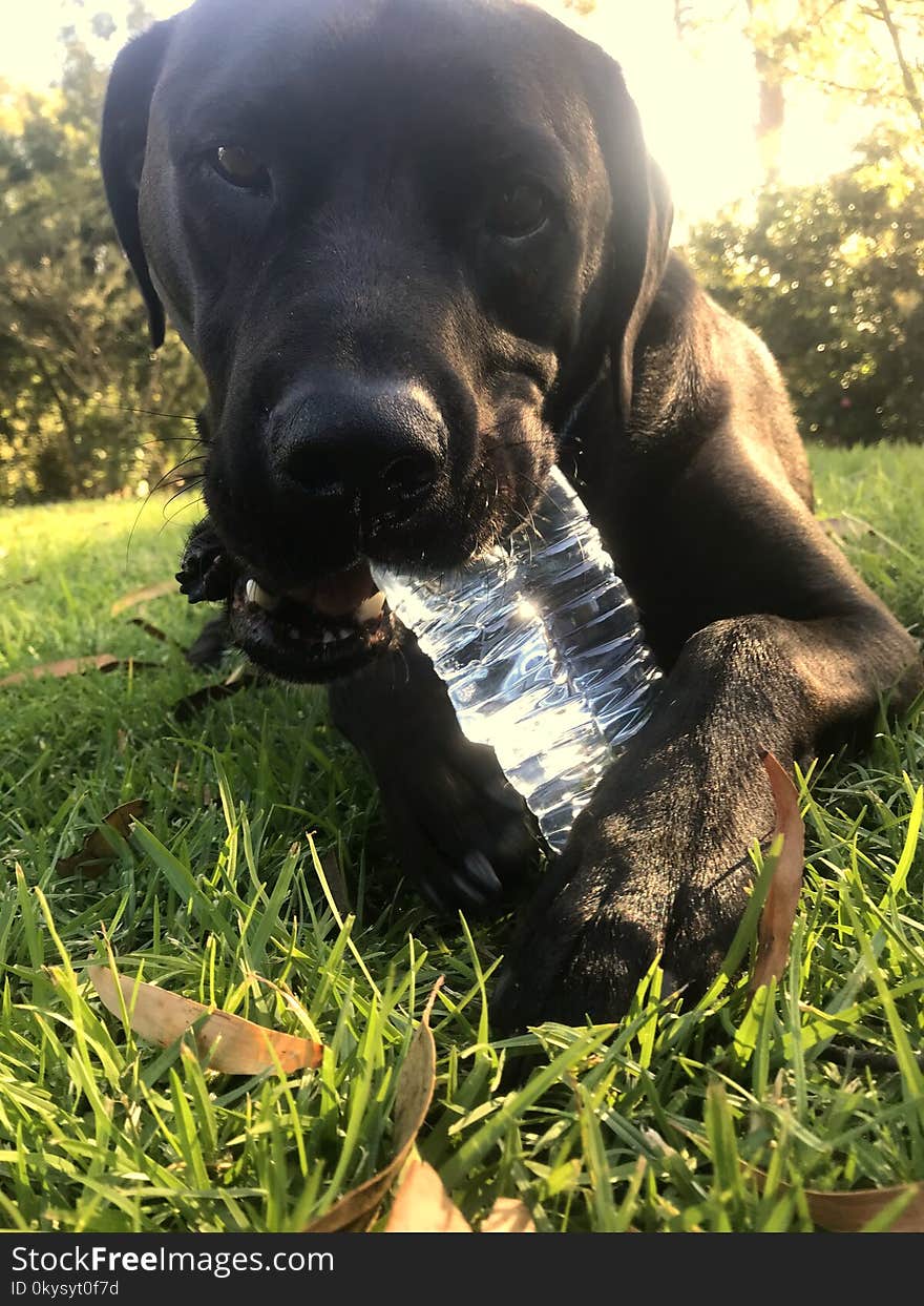 Black Labrador Chewing Water Bottle