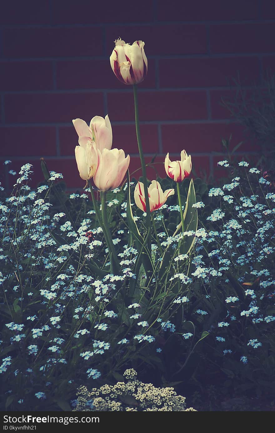 Beautiful spring white tulips growing among blue forget-me-nots in the garden