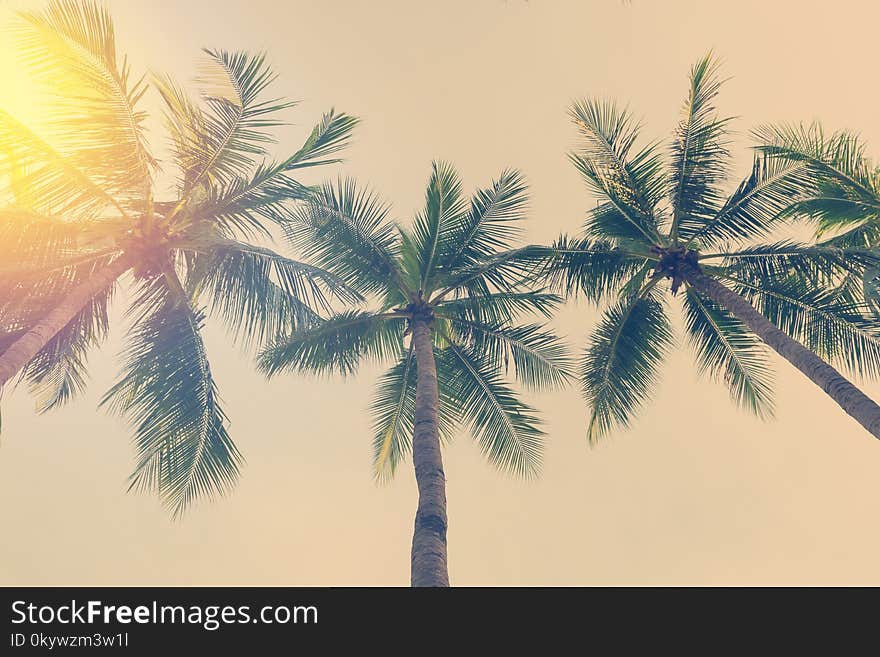 Coconut Palm Trees In Tropical Beach Thailand