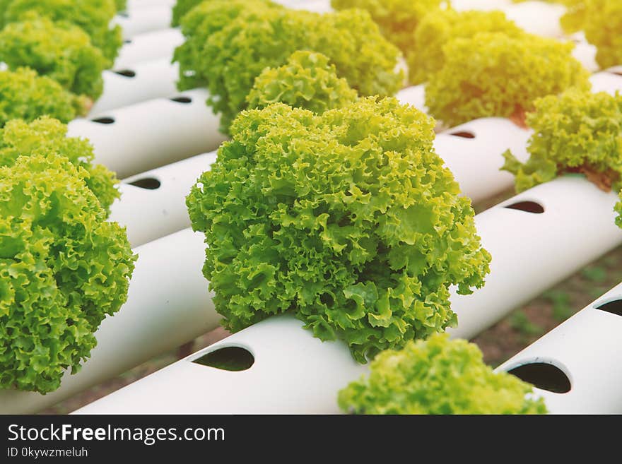 Organic hydroponic vegetable in the cultivation farm