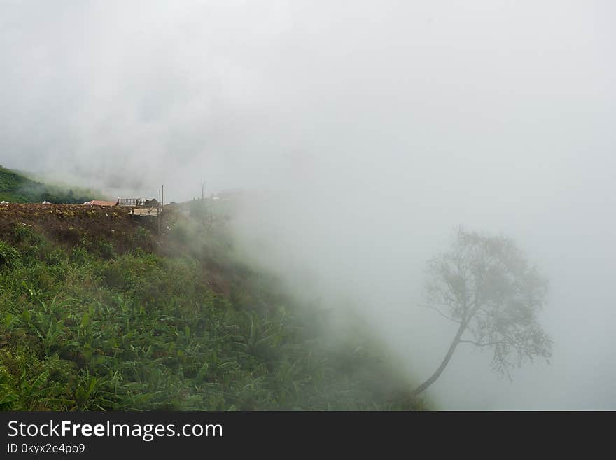 tree in the winter at Mysterious forest with a view of fog