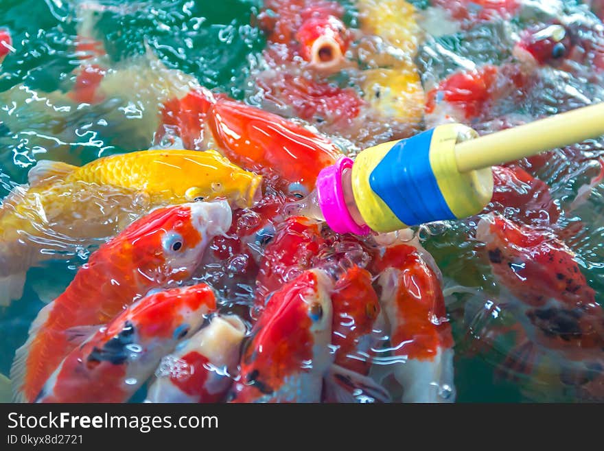 Fancy carp. Many of Japan fish or colorful Koi fish feeding in the pond.