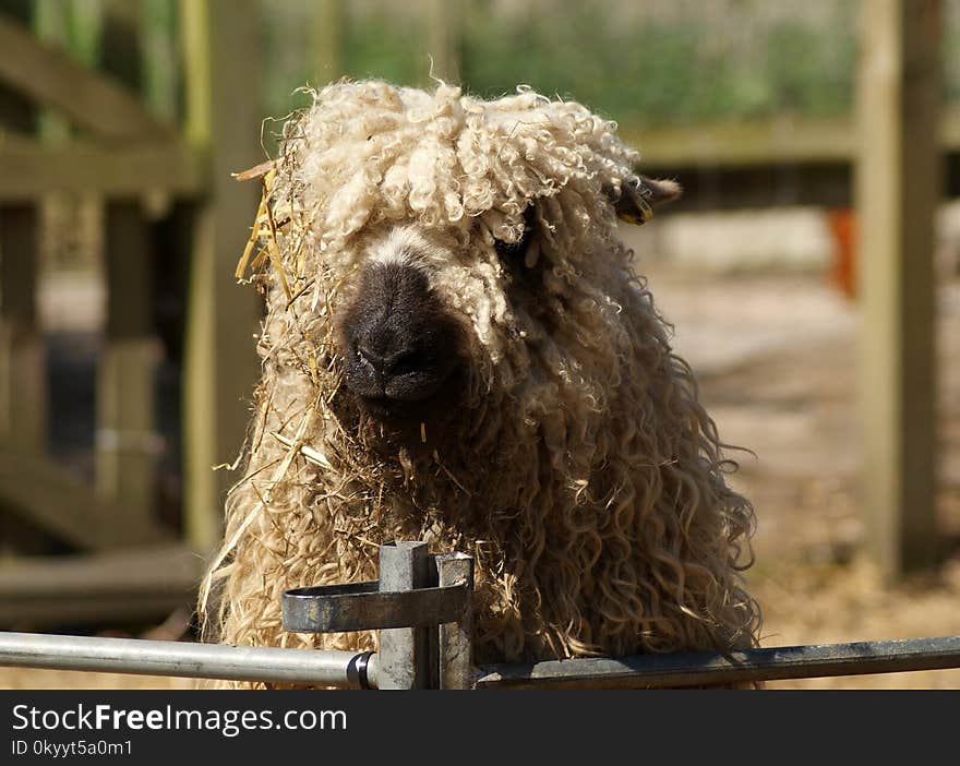 Snout, Pumi