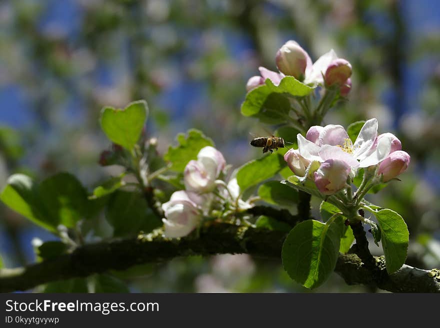 Blossom, Spring, Branch, Flora