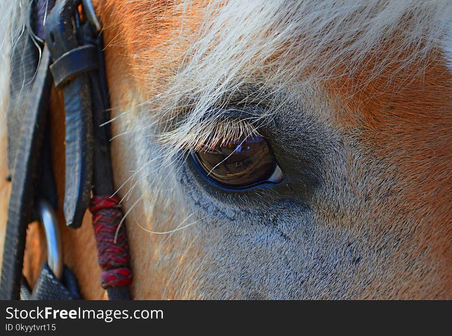 Horse, Eye, Mane, Nose