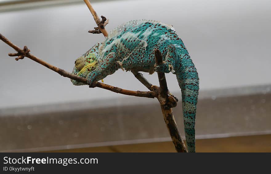 Reptile, Scaled Reptile, Chameleon, Lizard