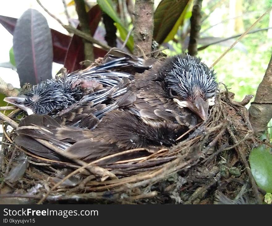 Bird Nest, Bird, Fauna, Beak