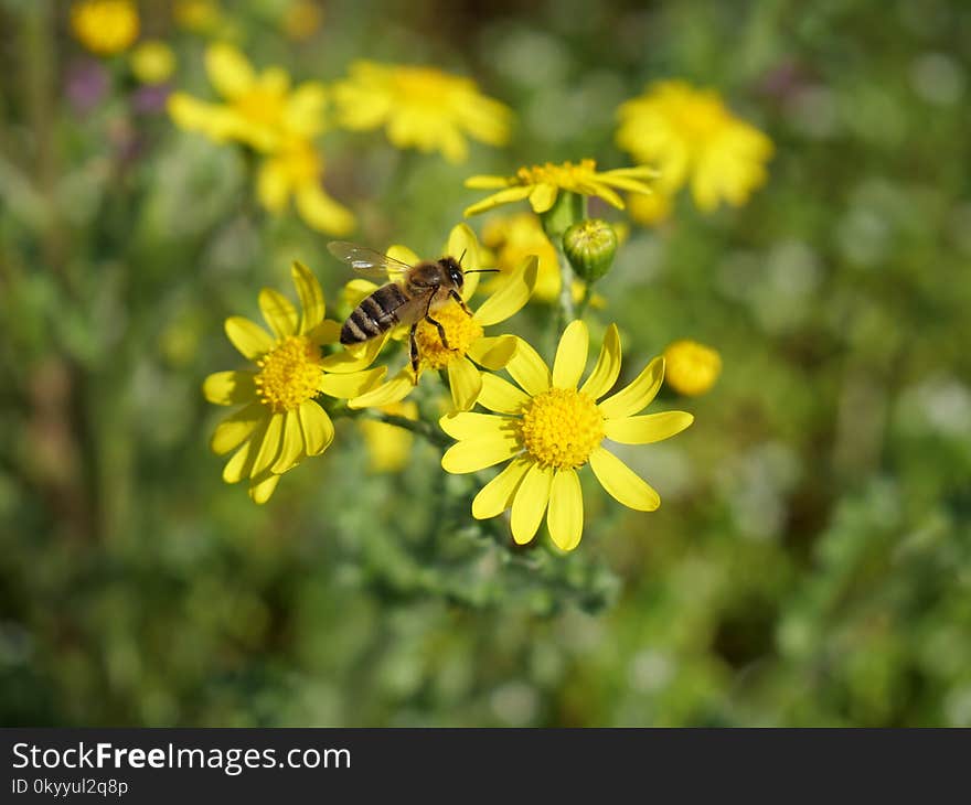 Flower, Honey Bee, Bee, Yellow