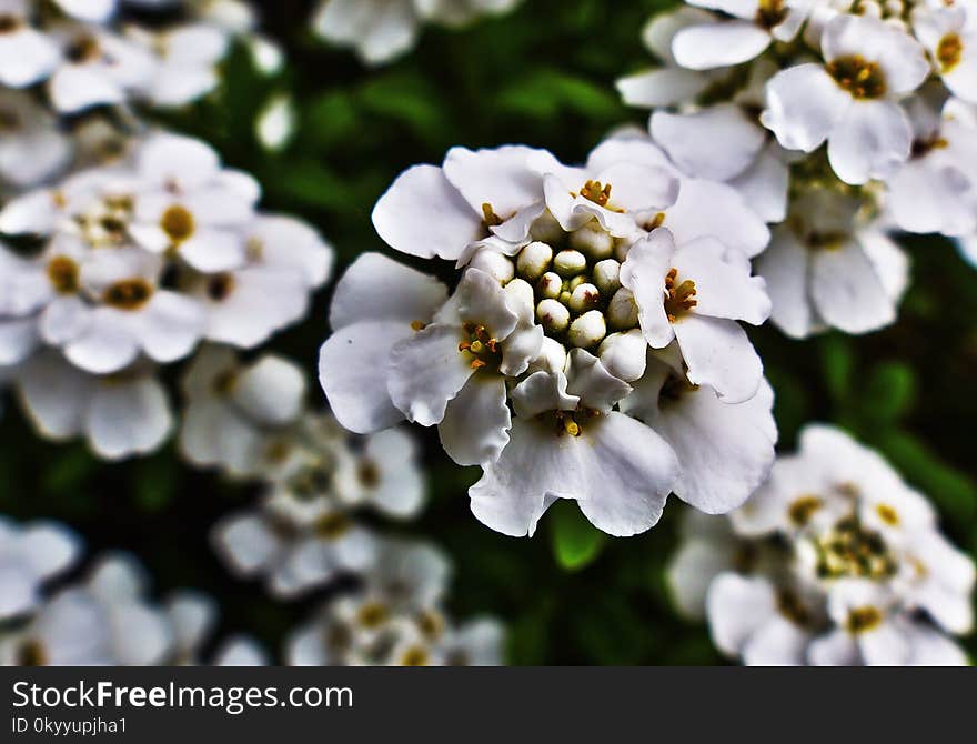 Flower, White, Evergreen Candytuft, Flora