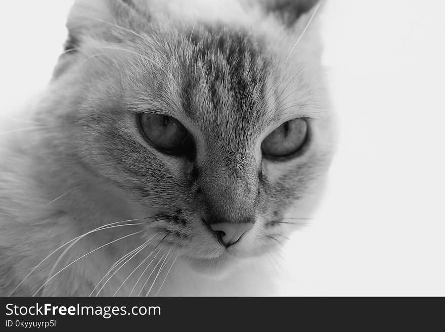 Cat, Whiskers, Face, White