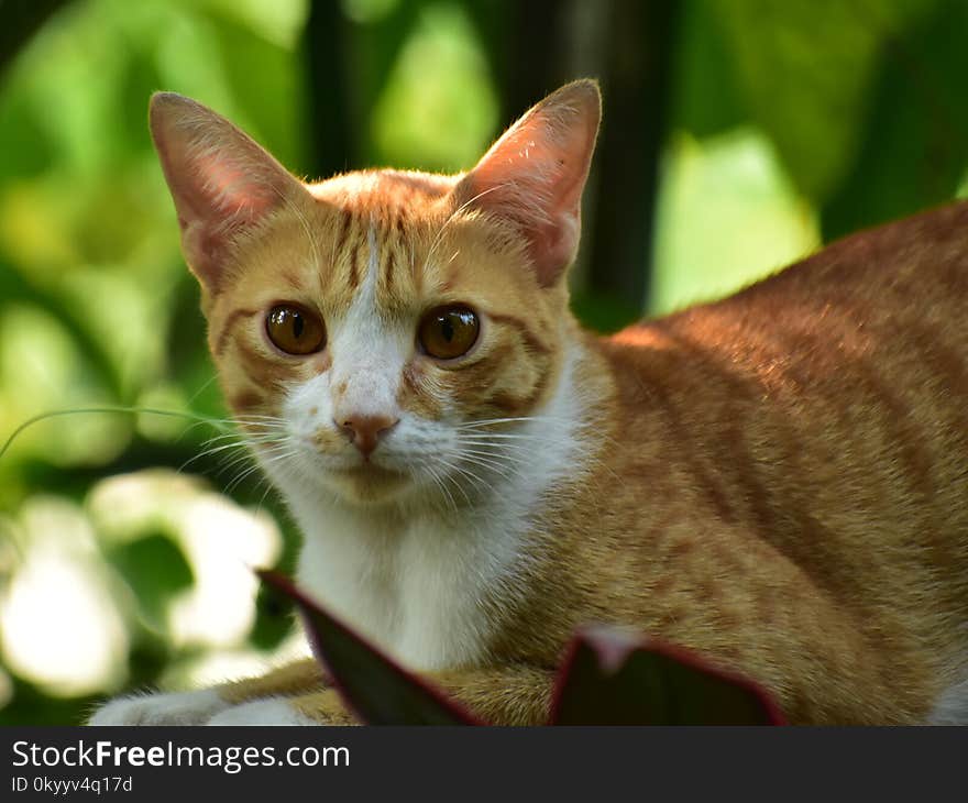 Cat, Whiskers, Fauna, Small To Medium Sized Cats