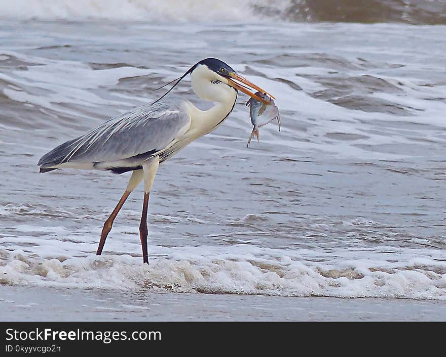 Bird, Beak, Shorebird, Heron