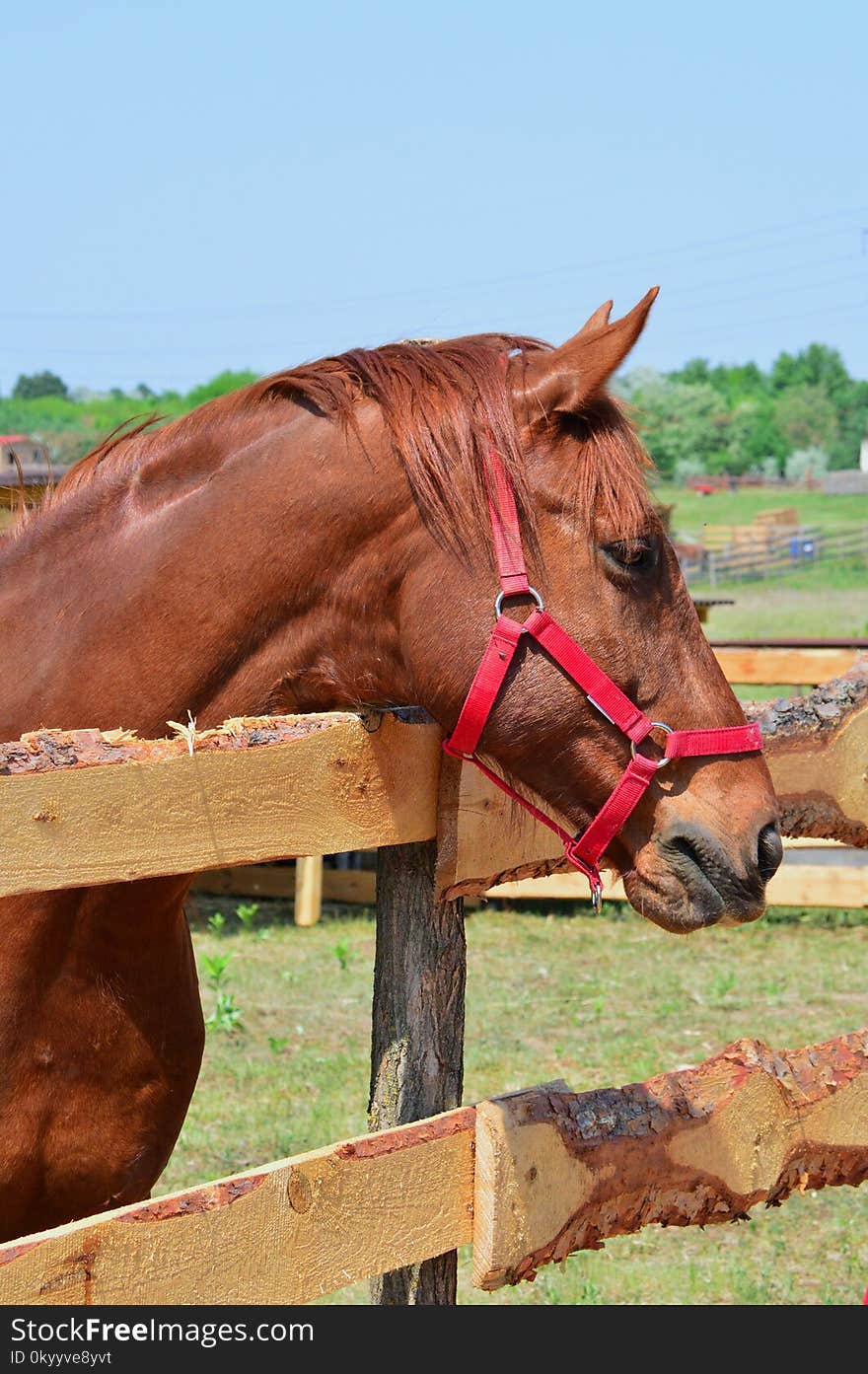 Horse, Bridle, Halter, Rein