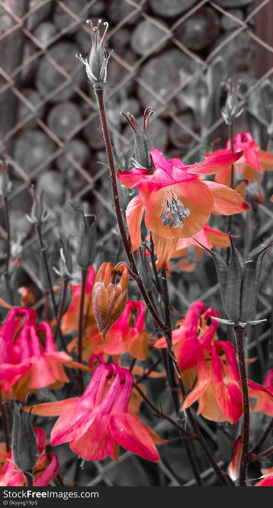 Plant, Flower, Pink, Branch